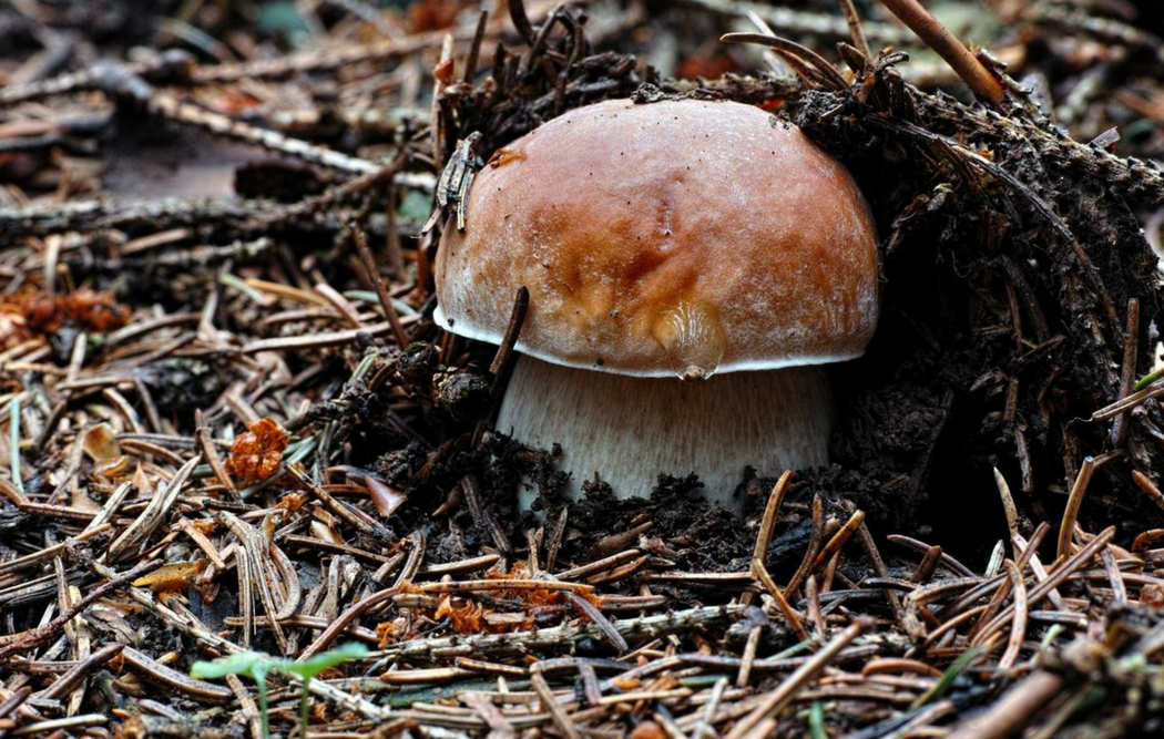 Осень - время сбора грибов: 5 советов по выбору обуви для безопасного похода в лес - 2 | mebo.com.ua